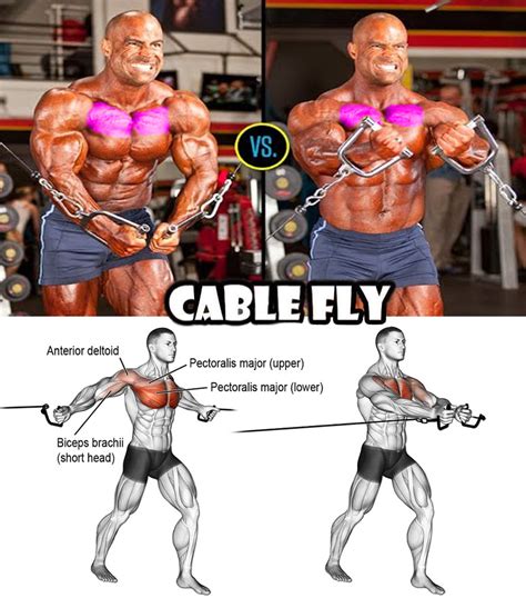 Jan 23, 2024 · The cable chest fly is classified as an isolation exercise, meaning that it is only meant to target a single muscle group alone. This group, of course, is the pectoral muscle group located along the chest. The pectoral muscles are primarily divided into the pectoralis major and minor, with the pectoralis major itself featuring a clavicular ... 